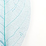 Листья скелетированные, 30 см, цвет синий, набор 100 шт.